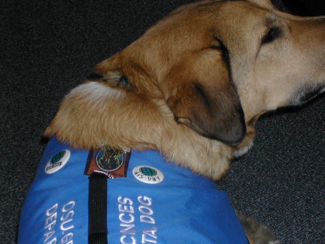 mascot2